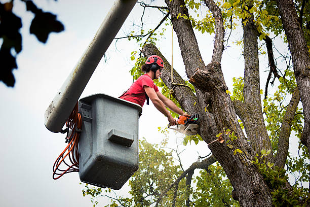 Residential Tree Removal